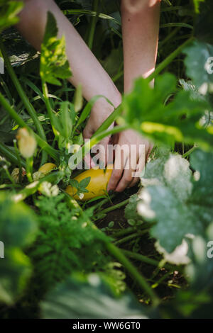 Frau Kommissionierung Zucchini in einem Gemüsegarten, Serbien Stockfoto