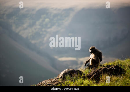 Affe in Giants Castle Game Reserve in der Drakensberge, Südafrika Stockfoto