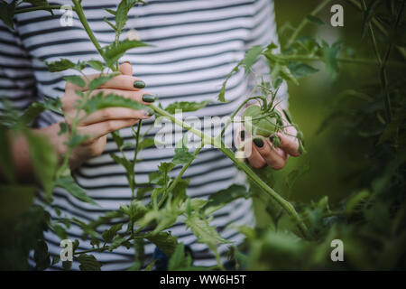 Frau im Garten in einem grünen Tomaten suchen, Serbien Stockfoto