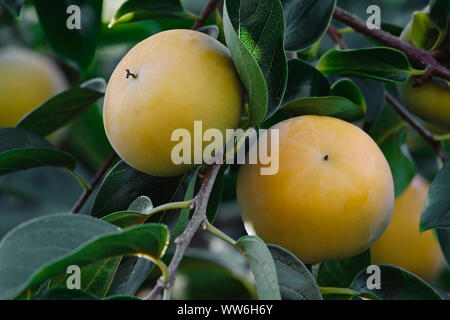 Japanische Kaki, Diospyros Kaki, Gelb gefärbte Früchte wachsen auf dem Baum. Stockfoto