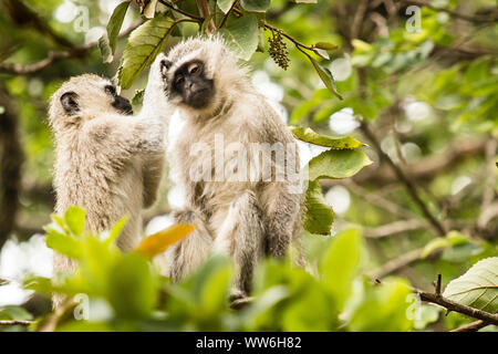 Southern Green Monkey Katzen im Dschungel von Swasiland Stockfoto