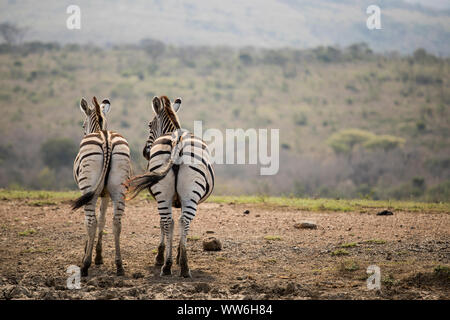 Zwei Zebras in Timbavati Game Reserve, Südafrika Stockfoto