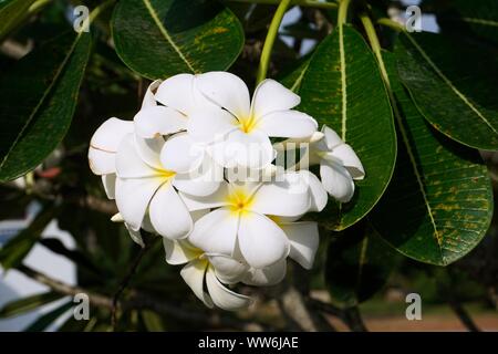 weiße Plumeria Blüten Stockfoto