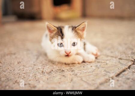 Weiß kleines Kätzchen liegt auf einem Steinboden, Cute Kitty Closeup Portrait Stockfoto