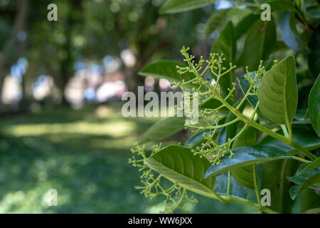 Close-up von Kopfschmerzen Baum Blätter und Knospen. Stockfoto