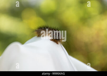 Lymantria dispar, der schwammspinner Raupen an Pinery Provincial Park, Ontario, Kanada Stockfoto