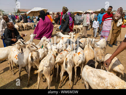 Somalische Bevölkerung in der Vieh-, Woqooyi Galbeed region, Hargeisa, Somaliland Stockfoto