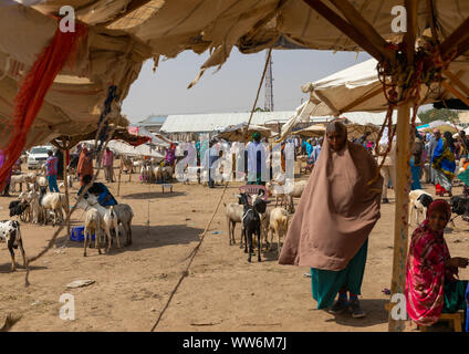 Somalische Bevölkerung in der Vieh-, Woqooyi Galbeed region, Hargeisa, Somaliland Stockfoto