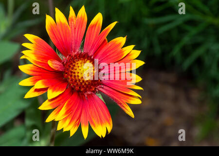 Gaillardia pulchella (feuerrad, indische Decke, Indische blanketflower oder Sundance) Blüte im Sonnenschein in Ontario, Kanada. Kopieren Raum rechts. Stockfoto