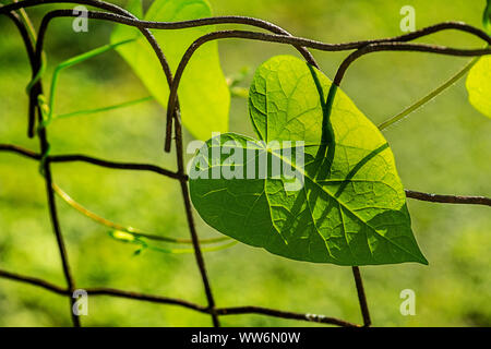 Morning Glory Blatt auf rostigen Zaun Stockfoto