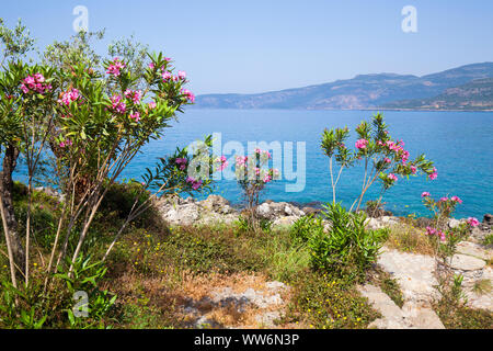 Sträucher von Oleander auf dem Peloponnes in Griechenland Stockfoto