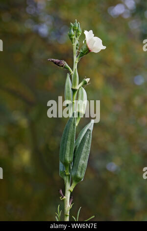 Okra, meine Damen Finger, Hibiscus esculentus, Outdoor wachsen auf der Anlage. Stockfoto