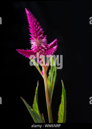Celosia Flamingo Cockscomb rosa Blume Stockfoto