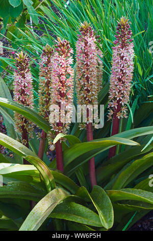 Ananas Blume, Eucomis comosa bicolor, lila Blumen wachsen im Freien. Stockfoto