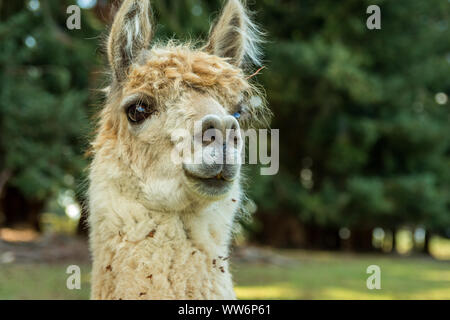 Portrait von niedlichen Alpaka mit grünem Hintergrund in Neuseeland Stockfoto