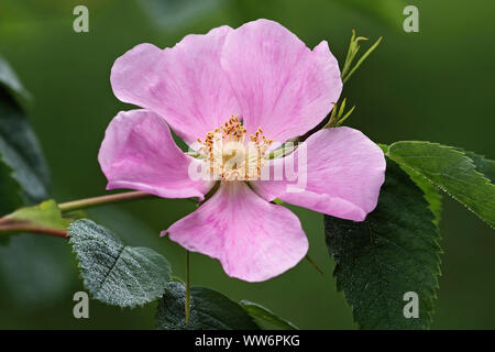 Stachelige Wild Rose, Rosa acicularis, Single rosa Blume wächst Outdoor. Stockfoto