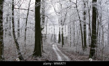 Schönen Winter Wald Landschaft - führender Pfad durch einen verschneiten Wald mit gefrorenen Bäume und vereisten Zweige. Magisch. Stockfoto