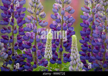 Lupine im Defereggental, Nationalpark Hohe Tauern, Osttirol, Österreich Stockfoto