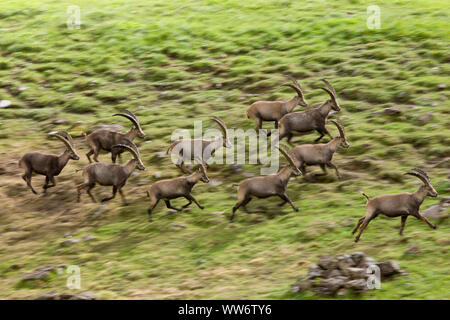 Ibex in Berg Wiese an der memminger Hütte, Lechtaler Alpen, Tirol, Österreich Stockfoto