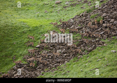 Ibex in Berg Wiese an der memminger Hütte, Lechtaler Alpen, Tirol, Österreich Stockfoto