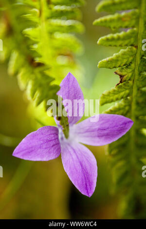 Meadow Bluebell im Hollersbachtal, Hohe Tauern, Österreich Stockfoto