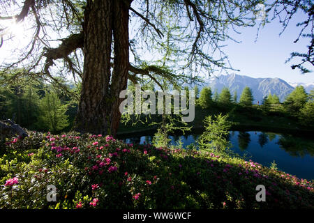 Bergsee bei Weberstein, Nationalpark Hohe Tauern, Osttirol, Österreich. Stockfoto