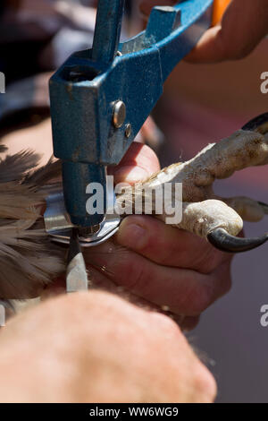 Männer mit jungen Geier beim Sender Anhang, Bartgeier Wiederansiedlung im Habachtal, Nationalpark Hohe Tauern, Salzburg, Österreich. Stockfoto