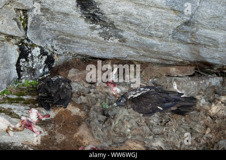 Bartgeier mit Beute, an Geier release im Habachtal, Nationalpark Hohe Tauern, Salzburger Land, Österreich. Stockfoto