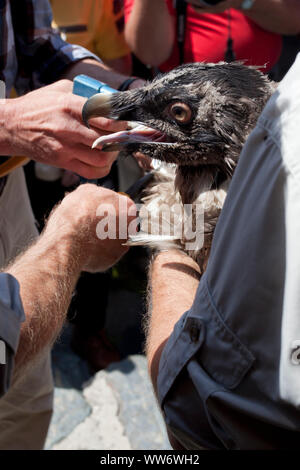 Männer mit jungen Geier am Sender Anhang, Bartgeier Wiederansiedlung im Habachtal, Nationalpark Hohe Tauern, Salzburg, Österreich. Stockfoto