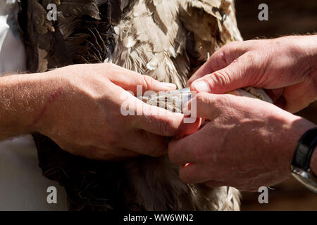 Männer mit jungen Geier beim Sender Anhang, Bartgeier Wiederansiedlung im Habachtal, Nationalpark Hohe Tauern, Salzburg, Österreich. Stockfoto