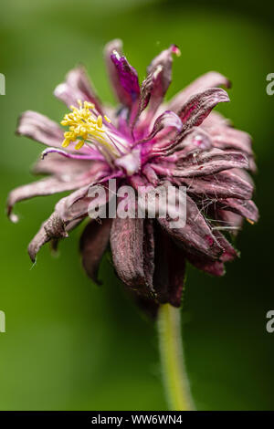 Hybrid Aquilegia vulgaris 'Black Barlow'-gefüllte Akelei, close-up Stockfoto