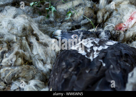 Junge Bartgeier im Nest, Geier Wiedereinführung in Habachtal, Nationalpark Hohe Tauern, Salzburger Land, Österreich. Stockfoto