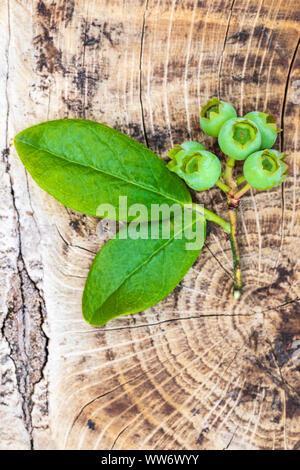 Heidelbeeren, Vaccinium corymbosum 'Bluecrop', unreife mit Blättern auf Holzuntergrund, Still Life Stockfoto