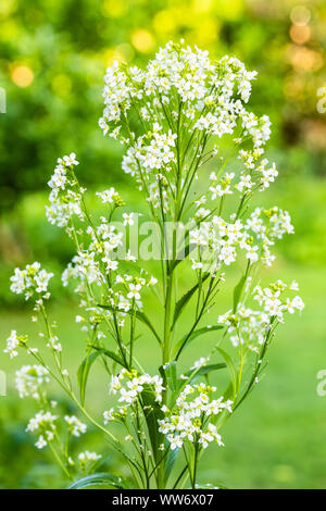 Meerrettich, Armoracia rusticana, Blossom Stockfoto