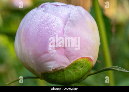 Pfingstrosen Knospe, Pfingstrose, Paeonia latifolia, Blume Stockfoto