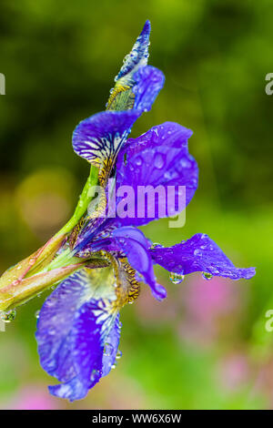 Sibirische Iris Iris pumila im Garten, Wassertropfen Stockfoto