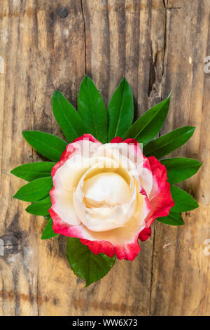 Rosenblüten Rosa 'Nostalgie' auf Lupin Blätter, Stillleben, Holz- Hintergrund Stockfoto