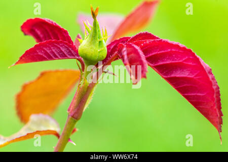 Rosebuds im Garten Stockfoto