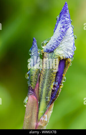 Sibirische Iris Iris pumila im Garten, Wassertropfen Stockfoto