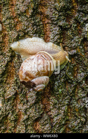 Schnecke, Helix pomatia auf einem Baumstamm, close-up Stockfoto