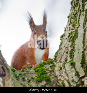 Squirrel, Sciurus vulgaris, auf einem Nussbaum, Stockfoto