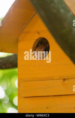 Squirrel, Sciurus vulgaris, schaut aus einem Eichhörnchen Haus, Stockfoto