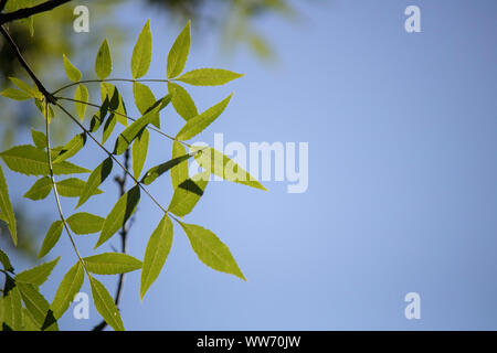 Nahaufnahme des gemeinsamen Asche Blatt Blätter und Himmel im Hintergrund. Stockfoto