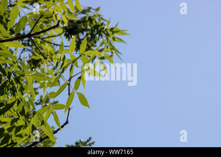 Nahaufnahme des gemeinsamen Asche Blatt Blätter und Himmel im Hintergrund. Stockfoto