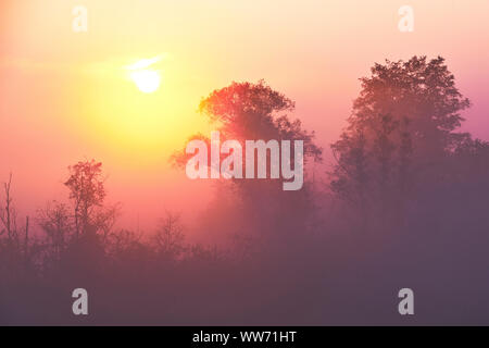 Am frühen Morgen Nebel mit der aufgehenden Sonne Stockfoto