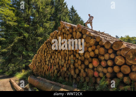 Ein Mann hat einen riesigen Stapel von Holz geklettert. Auf einer der unteren Baumstämmen ist in Deutsch geschrieben: ist verboten Stockfoto