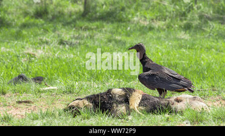 Geier, Mönchsgeier (Coragyps atratus) auf einem toten Hund. Stockfoto