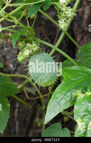 Wilde Gurken Cucumis Africanus, Grüne stachelige Frucht wächst Outdoor. Stockfoto