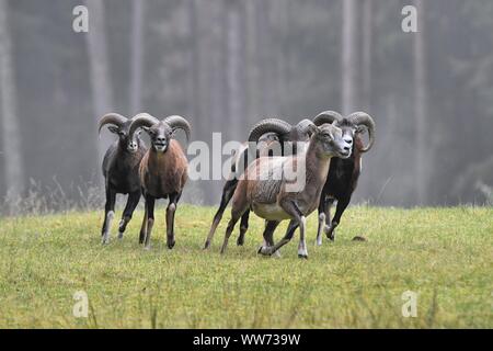 Rütting Mufflons, Wiese, Ovis ammon Musimon Stockfoto