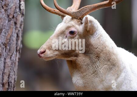 Weiße Damhirsche, Dama Dama, Buck Stockfoto